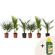PLANT IN A BOX - Mélange de palmiers d'extérieur - Set de 6 - Hauteur 50-70cm - ⌀15cm - vignette