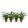 PLANT IN A BOX - Fleur de lune - Set de 4 - Spathiphyllum 'Lima' - Hauteur 60-75cm - ⌀12cm - vignette