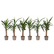 PLANT IN A BOX - Pied d'éléphant - Set de 6 - Yucca elephantipes - Hauteur 50-60cm - ⌀14cm - vignette