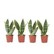PLANT IN A BOX - Langue de belle-mère - Set de 4 - Sansevieria 'Superba' - H35-40cm - ⌀12cm - vignette