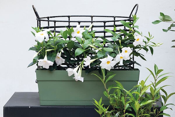 DEROMA - Jardinière Save R Lichen recyclée - Vert - 10L - 49cm - large