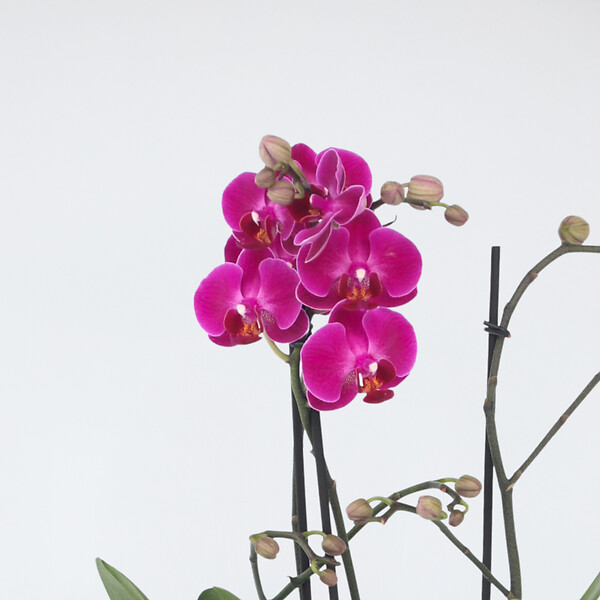PLANT IN A BOX - Orchidée papillon - Phalaenopsis Multiflora - Hauteur 35-45cm - ⌀12cm - large