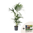 PLANT IN A BOX - Palmier Kentia - Howea forsteriana - Hauteur 90-100cm - ⌀18cm - vignette