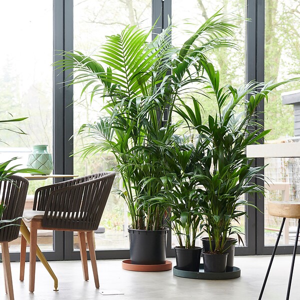 PLANT IN A BOX - Palmier Kentia - Howea forsteriana - Hauteur 90-100cm - ⌀18cm - large