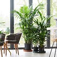 PLANT IN A BOX - Palmier Kentia - Howea forsteriana - Hauteur 90-100cm - ⌀18cm - vignette