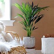 PLANT IN A BOX - Palmier Kentia - Howea forsteriana - Hauteur 90-100cm - ⌀18cm - vignette