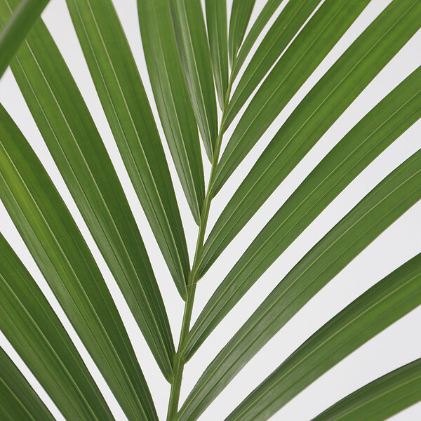 PLANT IN A BOX - Palmier Kentia - Howea forsteriana - Hauteur 90-100cm - ⌀18cm - large