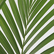 PLANT IN A BOX - Palmier Kentia - Howea forsteriana - Hauteur 90-100cm - ⌀18cm - vignette