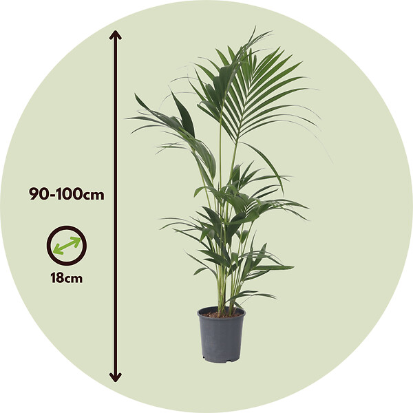 PLANT IN A BOX - Palmier Kentia - Howea forsteriana - Hauteur 90-100cm - ⌀18cm - large