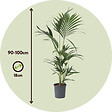 PLANT IN A BOX - Palmier Kentia - Howea forsteriana - Hauteur 90-100cm - ⌀18cm - vignette