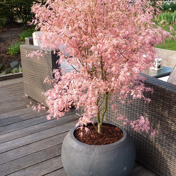 PLANT IN A BOX - érable du Japon - Acer palmatum 'Taylor' - Hauteur 50-60cm - âŒ€19cm - large