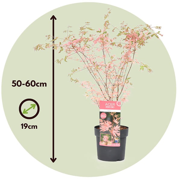 PLANT IN A BOX - érable du Japon - Acer palmatum 'Taylor' - Hauteur 50-60cm - âŒ€19cm - large
