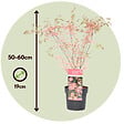 PLANT IN A BOX - érable du Japon - Acer palmatum 'Taylor' - Hauteur 50-60cm - âŒ€19cm - vignette