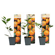 PLANT IN A BOX - Oranger - Lot de 3 - Citrus mitis Calamondin - Hauteur 25-40cm - ⌀9cm - vignette