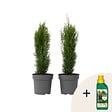 PLANT IN A BOX - Cyprès de Provence - Set de 2 - Cupressus 'Totem' - H60-80cm - ⌀19cm - vignette