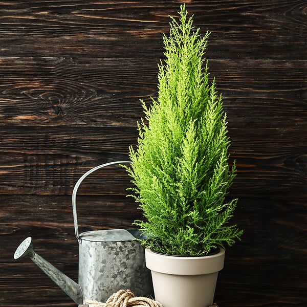 PLANT IN A BOX - Cyprès de Provence - Set de 2 - Cupressus 'Totem' - H60-80cm - ⌀19cm - large