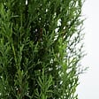 PLANT IN A BOX - Cyprès de Provence - Set de 2 - Cupressus 'Totem' - H60-80cm - ⌀19cm - vignette