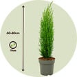 PLANT IN A BOX - Cyprès de Provence - Set de 2 - Cupressus 'Totem' - H60-80cm - ⌀19cm - vignette