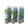 PLANT IN A BOX - Hortensia - Set de 3 - Hydrangea macrophylla 'Early Blue' - H25-40cm - ⌀9cm - vignette