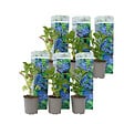 PLANT IN A BOX - Hortensia - Set de 6 - Hydrangea macrophylla 'Early Blue' - H25-40cm - ⌀9cm - vignette