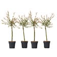 PLANT IN A BOX - Saule crevette - Set de 4 - Salix integra 'Flamingo' - Hauteur 60-80cm - ⌀17cm - vignette