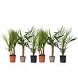 PLANT IN A BOX - Mélange de Palmiers d'intérieur - Set de 6 - Indoor Palmmix - H50-70cm - ⌀14cm - vignette