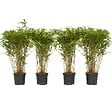 PLANT IN A BOX - Bambou non-traçant - Set de 4 - Fargesia nitida 'Gansu' - H50-70cm - ⌀17cm - vignette