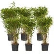 PLANT IN A BOX - Bambou non-traçant - Set de 6 - Fargesia nitida 'Gansu' - H50-70cm - ⌀17cm - vignette