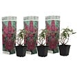 PLANT IN A BOX - Arbre à papillons - Set de 3 - Buddleja davidii 'Pink Delight' - H25-40cm - ⌀9cm - vignette