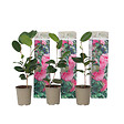 PLANT IN A BOX - Camélia - Set de 3 - Camellia japonica 'Bonomiana' - Hauteur 25-40cm - ⌀9cm - vignette