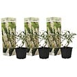 PLANT IN A BOX - Arbre à papillons - Set de 3 - Buddleja davidii 'Profusion' - H25-40cm - ⌀9cm - vignette