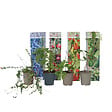 PLANT IN A BOX - Plantes fruitières - Set de 4 - Actinidia, Vaccinium, Lycium - H25-40cm - ⌀9cm - vignette