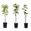 PLANT IN A BOX - Pommier - Set de 3 - Malus - Hauteur 60-70cm - ⌀9cm - vignette