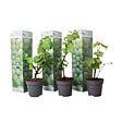 PLANT IN A BOX - Vigne à raisin - Set de 3 - Vitis vinifera 'Chardonnay' - Hauteur 25-40cm - ⌀9cm - vignette
