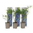 PLANT IN A BOX - Myrtille - Set de 3 - Vaccinium corymbosum 'Sunshine Blue' - H25-40cm - ⌀9cm - vignette