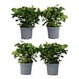 PLANT IN A BOX - Jasmin du Cap - Set de 4 - Gardenia jasminoides - Hauteur 20-30cm - ⌀13cm - vignette