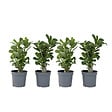 PLANT IN A BOX - Rose du désert - Set de 4 - Adenium obesum - Hauteur 25-40cm - ⌀10,5cm - vignette