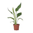 PLANT IN A BOX - Oiseau de paradis - Strelitzia reginea - Hauteur 25-40cm - ⌀9cm - vignette