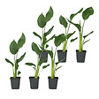 PLANT IN A BOX - Oiseau de paradis - Set de 6 - Strelitzia reginea - Hauteur 25-40cm - ⌀9cm - vignette