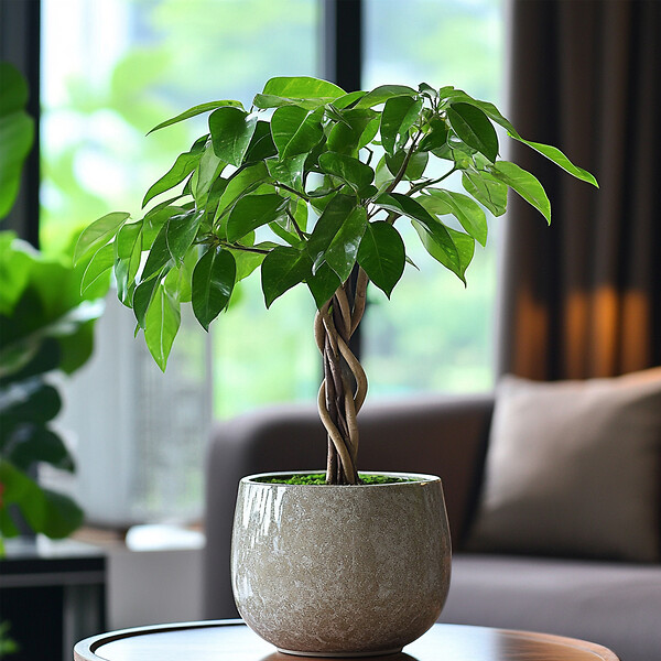 PLANT IN A BOX - Arbre à argent - Pachira aquatica - Hauteur 60-70cm - ⌀17cm - large