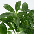 PLANT IN A BOX - Arbre à argent - Pachira aquatica - Hauteur 60-70cm - ⌀17cm - vignette