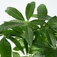 PLANT IN A BOX - Arbre à argent - Set de 2 - Pachira aquatica - Hauteur 60-70cm - ⌀17cm - vignette