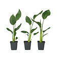 PLANT IN A BOX - Oiseau de paradis - Set de 3 - Strelitzia reginea - Hauteur 25-40cm - ⌀9cm - vignette