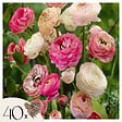 PLANT IN A BOX - Renoncule - Set de 40 - Ranunculus - Bulbes à fleurs - vignette