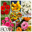 PLANT IN A BOX - Renoncule - Set de 80 - Ranunculus - Bulbes à fleurs - vignette