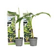 PLANT IN A BOX - Bananier du Japon - Set de 2 - Musa basjoo - Hauteur 25-40cm - ⌀9cm - vignette