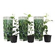 PLANT IN A BOX - Citronnier - Set de 3 - Citrus aurantifolia - Hauteur 25-40cm - ⌀9cm - vignette