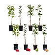 PLANT IN A BOX - Mélange d'arbres fruitiers - Set de 8 - Malus, Pryus, Prunus - H60-70cm - ⌀9cm - vignette