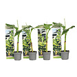PLANT IN A BOX - Bananier du Japon - Set de 4 - Musa basjoo - Hauteur 25-40cm - ⌀9cm - vignette