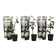 PLANT IN A BOX - Camélia - Set de 3 - Camellia japonica 'Brush Field' - Hauteur 25-40cm - ⌀9cm - vignette